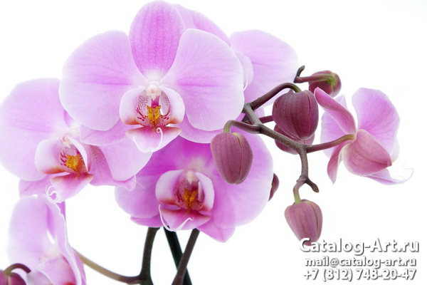 Pink orchids 19